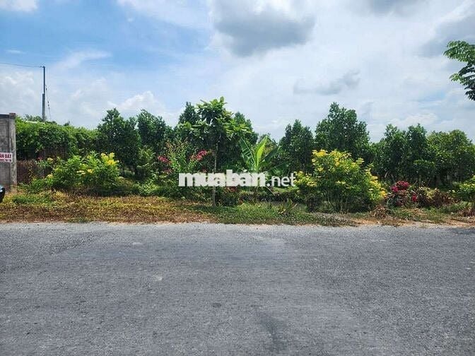 ĐẤT MẶT TIỀN ĐƯỜNG 910 XÃ MỸ THUẬN TỈNH VĨNH LONG