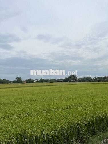 đất thổ cư gần trường cao đẳng hậu nghĩa