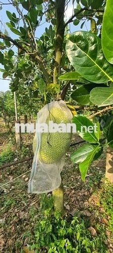 ĐẤT MẶT TIỀN ĐƯỜNG 910 XÃ MỸ THUẬN TỈNH VĨNH LONG