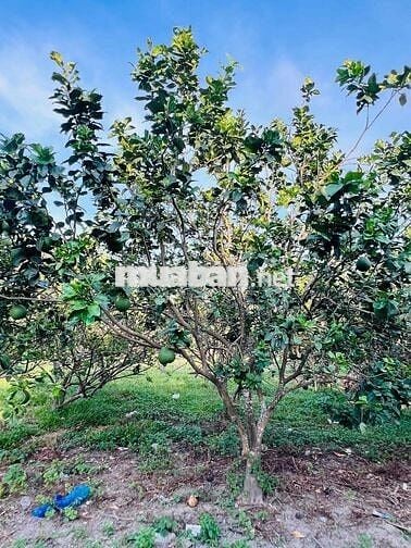 full thổ, đất ninh thân chỉ 299tr ngang 5,5m có sẵn vườn bưởi