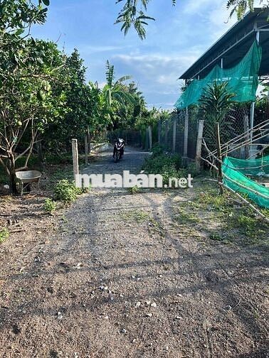 full thổ, đất ninh thân chỉ 299tr ngang 5,5m có sẵn vườn bưởi