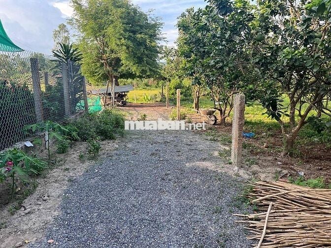 full thổ, đất ninh thân chỉ 299tr ngang 5,5m có sẵn vườn bưởi
