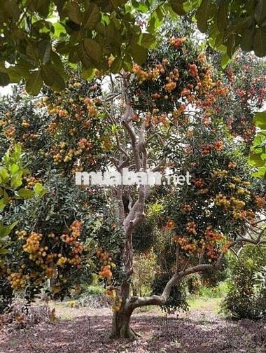 Bán đất vườn trái cây ngay ngã tư dầu giây giá 900 triệu 1 sào