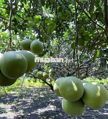 Bán đất vườn trái cây ngay ngã tư dầu giây giá 900 triệu 1 sào