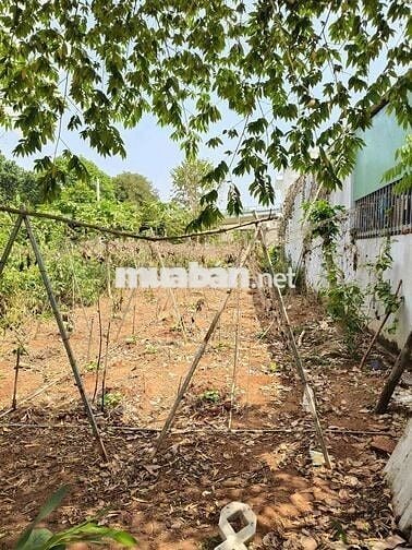 CẦN TIỀN BÁN GẤP ĐẤT LONG PHƯỚC