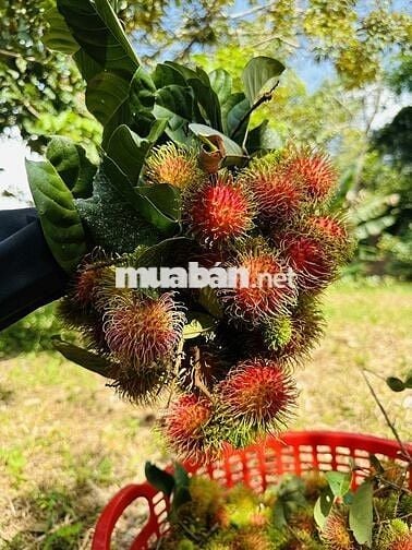 Bán đất vườn trái cây ngay ngã tư dầu giây giá 900 triệu 1 sào