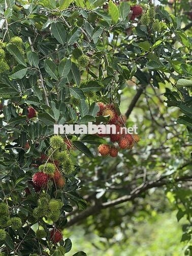 Bán đất vườn trái cây ngay ngã tư dầu giây giá 900 triệu 1 sào
