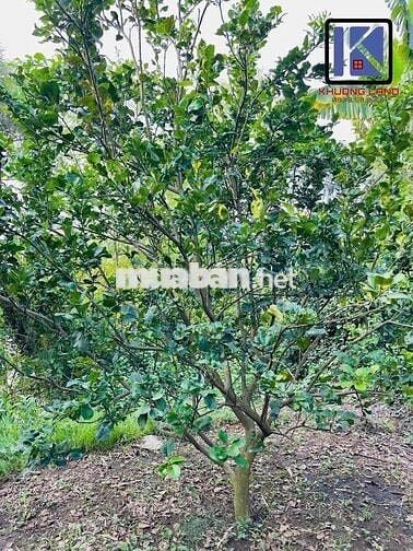 MẶT TIỀN SÔNG ĐỒNG NAI 580m2 có 300m THỔ CƯ NGANG 14m GIÁ 2 tỷ 850