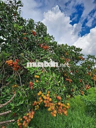 Bán Gấp Lô Đất Vườn Trái Cây Chính Chủ Tại Đồng Nai