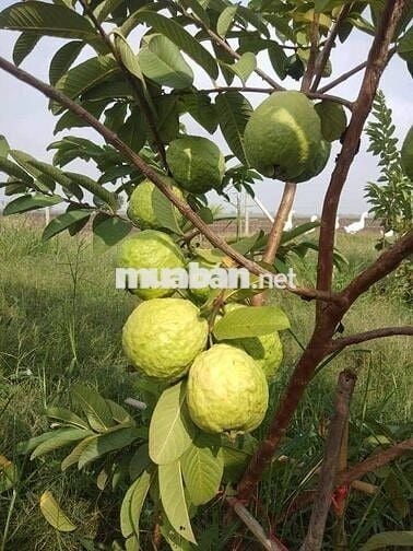 Bán Gấp Lô Đất Vườn Trái Cây Chính Chủ Tại Đồng Nai