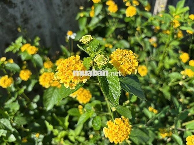 Bán Gấp Lô Đất Vườn Trái Cây Chính Chủ Tại Đồng Nai