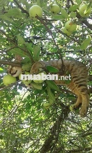 Bán Gấp Lô Đất Vườn Trái Cây Chính Chủ Tại Đồng Nai