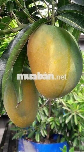 Bán Gấp Lô Đất Vườn Trái Cây Chính Chủ Tại Đồng Nai