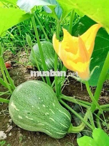Bán Gấp Lô Đất Vườn Trái Cây Chính Chủ Tại Đồng Nai