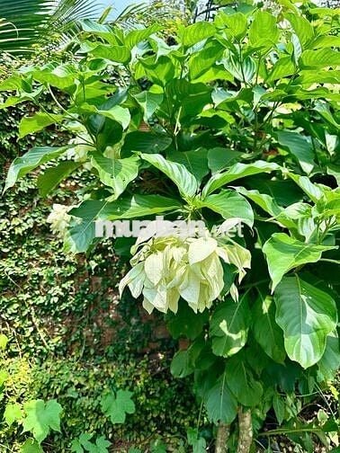 BÁN GẤP LÔ VƯỜN 1.100m² ĐỂ CHỦ LẤY VỐN KINH DOANH CHỈ 860 TRIỆU/SÀO
