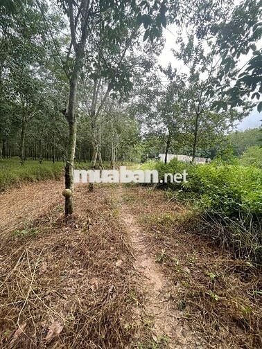 Thanh lý đất diện tích lớn giá rẻ (sẵn 1 phần thổ cư)