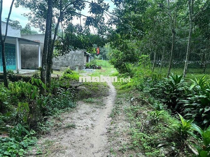 Thanh lý đất diện tích lớn giá rẻ (sẵn 1 phần thổ cư)