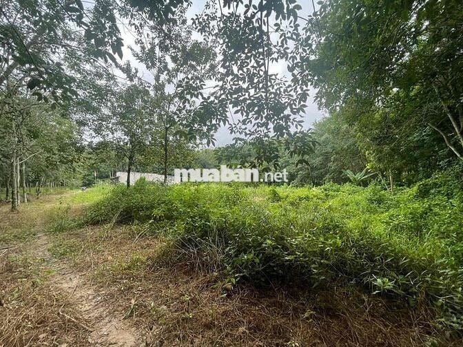 Thanh lý đất diện tích lớn giá rẻ (sẵn 1 phần thổ cư)