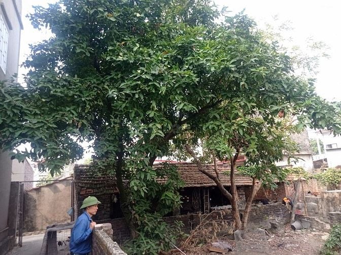 TBĐG Thửa đất 152, tờ BĐ 13 tại thôn Trung Tâm, xã Hợp thịnh, Bắc Ninh