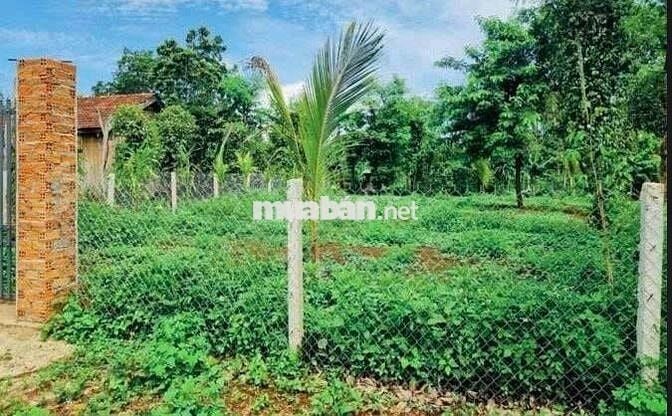 Chính chủ bán vườn 2500m2 có nhà cấp 4 ngay UBND Tân Hiệp - Bình Dương