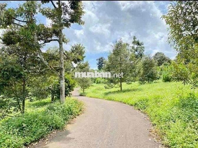View Suối Đất Nông Nghiệp Cực Đẹp - Thích Hợp Làm Farm😍