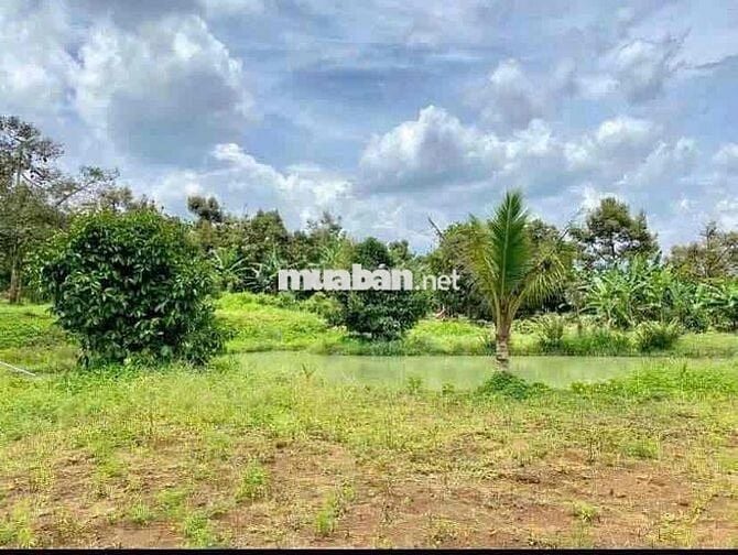 View Suối Đất Nông Nghiệp Cực Đẹp - Thích Hợp Làm Farm😍