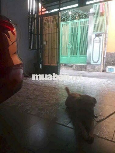 Lạc Long Quân, P8, Tân Bình 101m² (3.8 x 28m chốt 6.95tỷ