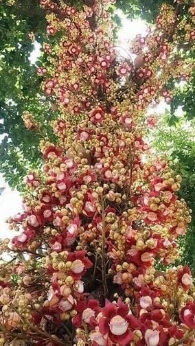 Bán nhà mặt phố 119 Thái Thịnh,43,5 m xây 4 tầng 