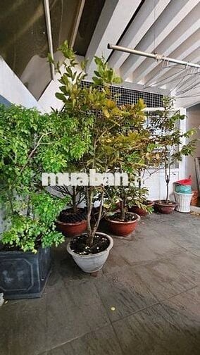 HIẾM GẦN LÊ ĐẠI HÀNH Q11 , HXH SÁT MT , (5x10) 4 TẦNG , 5PN GIÁ 5.x Tỷ