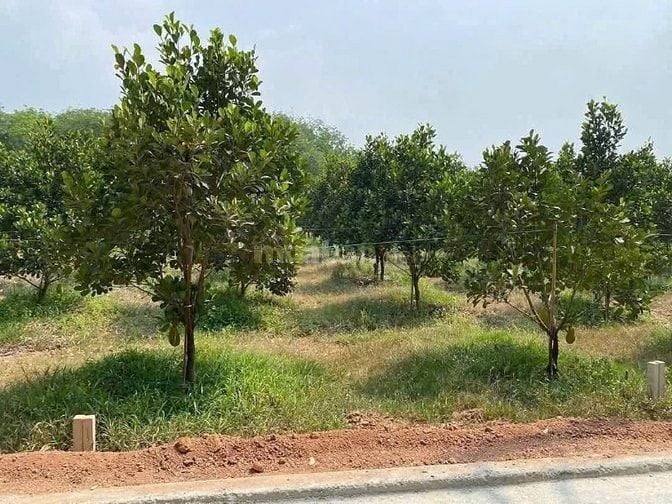 Cần Bán gấp lô vườn mít, 250m2, mặt tiền DH507, gần trường chợ