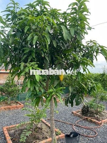 Đất chính chủ, SHR (DT 7x50m) giá 900tr.Cách Thị Ủy Trảng Bàng 300m