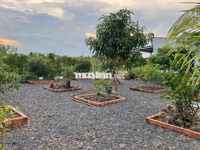 Đất chính chủ, SHR (DT 7x50m) giá 900tr.Cách Thị Ủy Trảng Bàng 300m