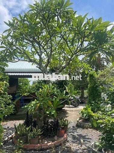 Đất chính chủ, SHR (DT 7x50m) giá 900tr.Cách Thị Ủy Trảng Bàng 300m