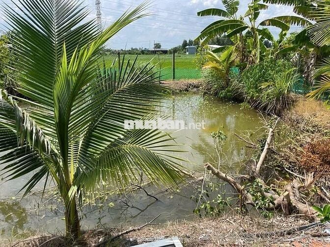 Đất chính chủ, SHR (DT 7x50m) giá 900tr.Cách Thị Ủy Trảng Bàng 300m