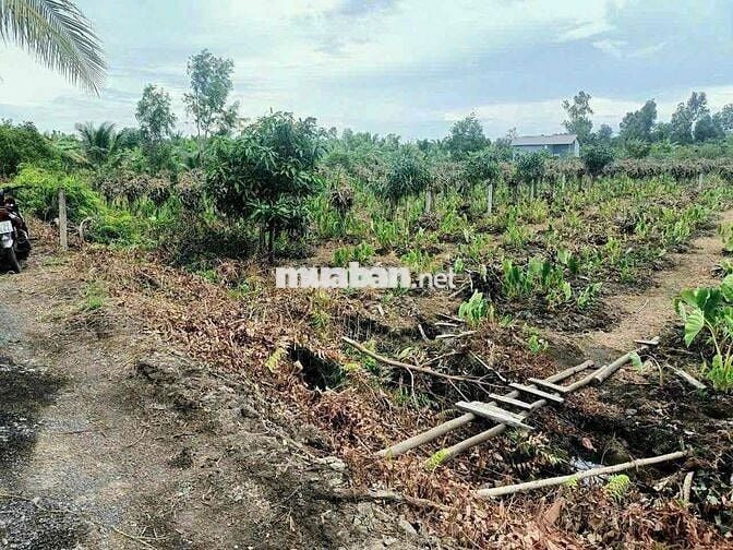450m Đất Vườn Có Sẳn Cây Ăn Trái