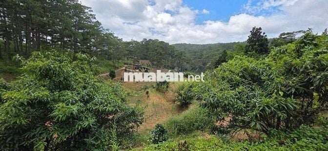 BÁN LÔ ĐẤT ĐẸP GIÁ RẺ – PHƯỜNG XUÂN TRƯỜNG, ĐÀ LẠT