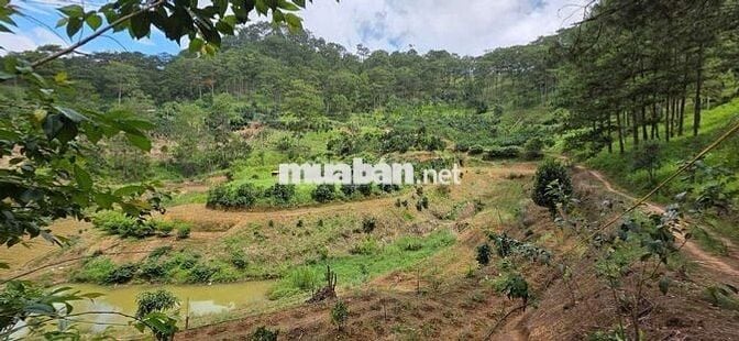 BÁN LÔ ĐẤT ĐẸP GIÁ RẺ – PHƯỜNG XUÂN TRƯỜNG, ĐÀ LẠT