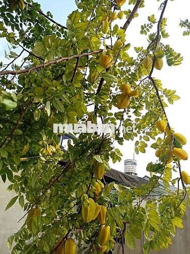 Bán nhà vươn sóc sơn. Gân sân bay Nội bài