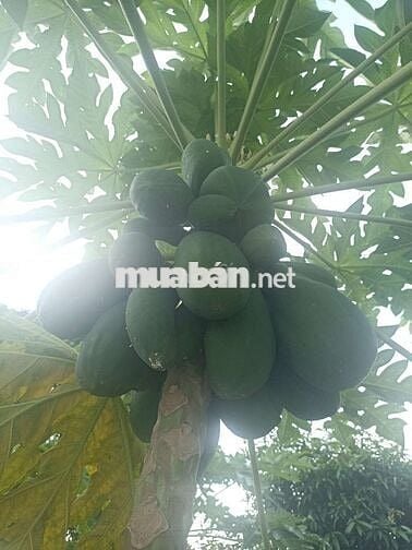 Bán nhà vươn sóc sơn. Gân sân bay Nội bài