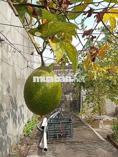 Bán nhà vươn sóc sơn. Gân sân bay Nội bài