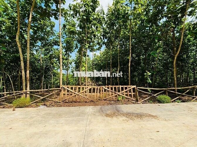 Đất view rộng 1190m2 tại Định Quán - Đồng Nai giáp suối chảy cực xịn