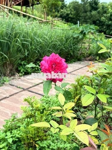 Đất view rộng 1190m2 tại Định Quán - Đồng Nai giáp suối chảy cực xịn
