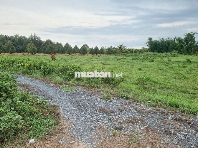 5500m2 có 1400m2 thổ cư. 2 mặt tiền. Ngay khu đô thị. 6,5 tỷ