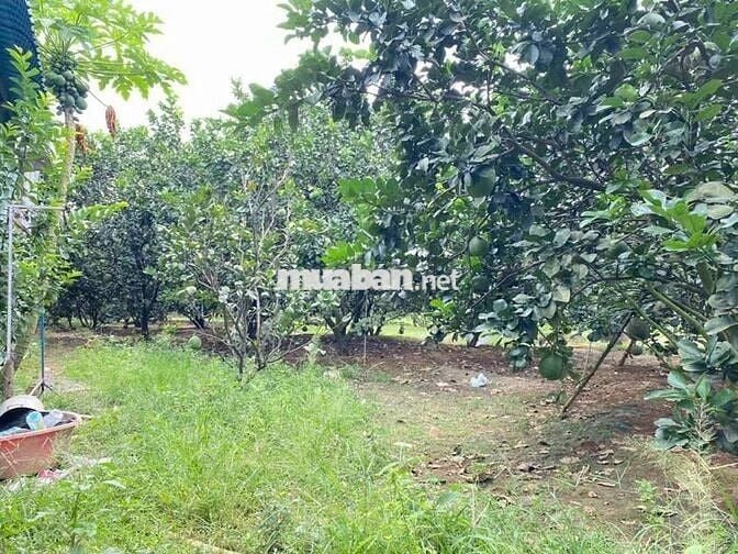 Nhà + vườn bưởi Trảng Bàng 330m2 (10x33)m, SHR, Giá 855tr, gần chợ.