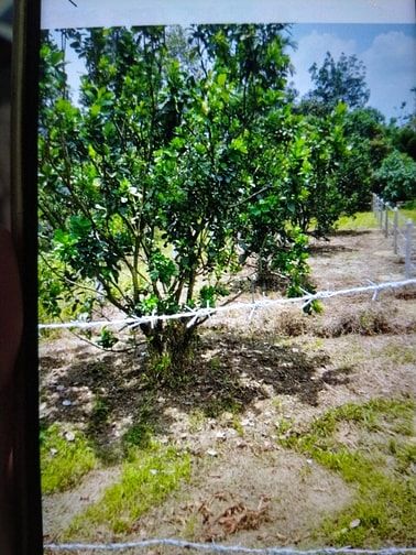 Bán đất thổ cư khu vực dân cư 