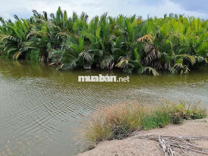 🔥 Đất lớn Cần Giờ 1.5ha (15.000m²), giá chỉ 800tr/1000m².