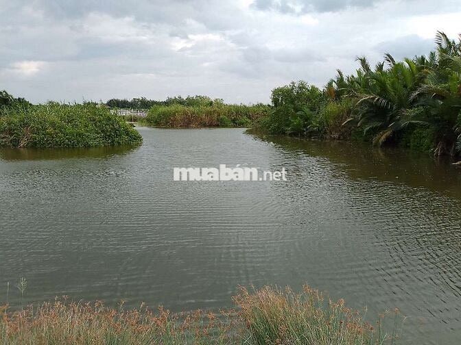 🔥 Đất lớn Cần Giờ 1.5ha (15.000m²), giá chỉ 800tr/1000m².