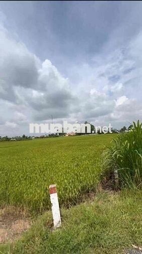 cần bán miếng đất lúa đường nhựa xe hơi tới đất 25x67 1657.2 mv