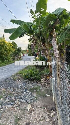 Dư Miếng Đất Nền 165m2 Thổ Cư Ngay Trung Tâm Long Mỹ - Long Hồ