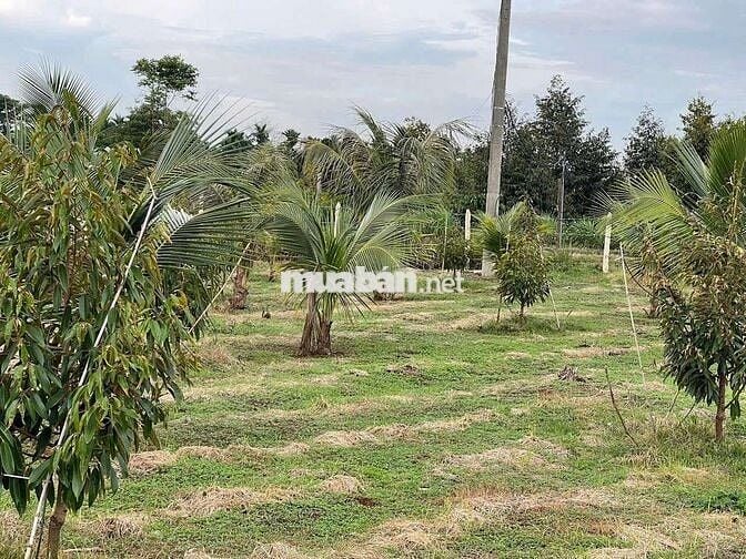 Bán 2 sào 9 đất trồng sầu riêng + nhà rẫy Quảng Tiến